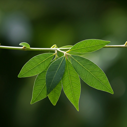 Camphor Essential Oil 30 ml