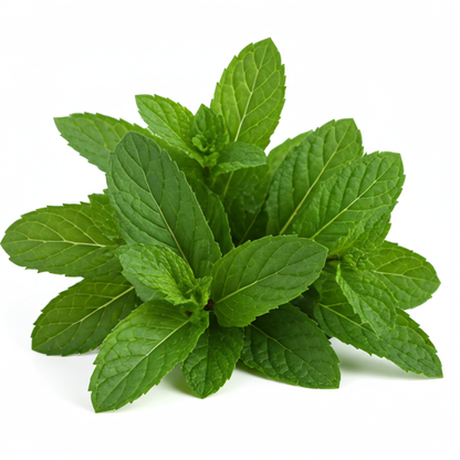 Peppermint Essential Oil 30 ml