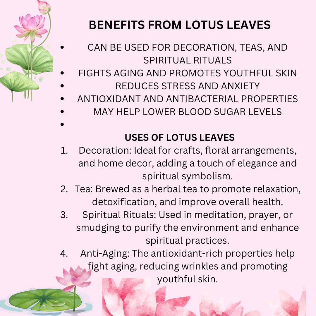 Lotus Dried Leaves 30 gm